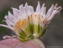 Townsendia scapigera