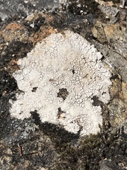 Lecanora rupicola