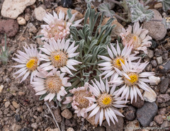 Townsendia scapigera