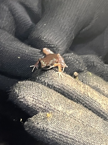 Micryletta melanops