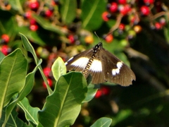 Acraea aganice aganice