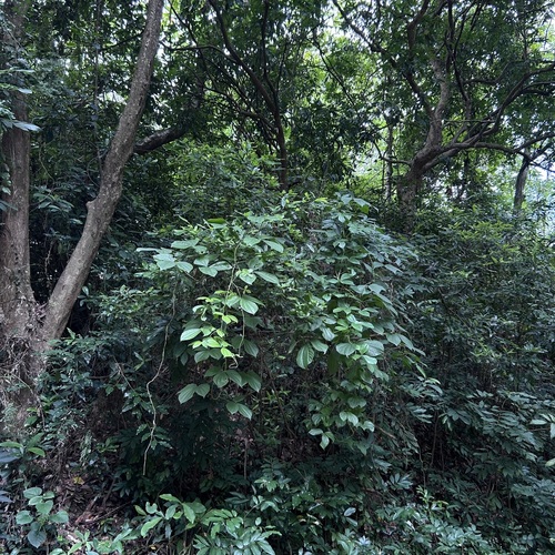 Dioscorea hispida observed 2024-06-15