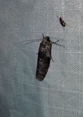 Sciota subcaesiella