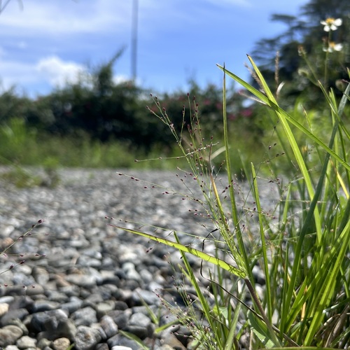 Panicum luzonense observed 2024-06-15