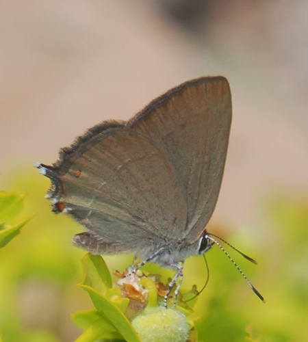 False Ilex Hairstreak, Tiz'N'Test_2090m, Al Haouz, Morocco, photo 7 of 10