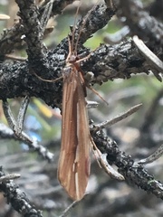 Psychoglypha