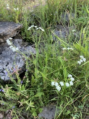 Valerianella umbilicata