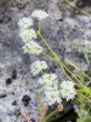 Valerianella umbilicata