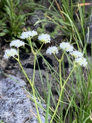Valerianella umbilicata