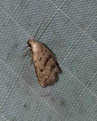 Hypenodes fractilinea