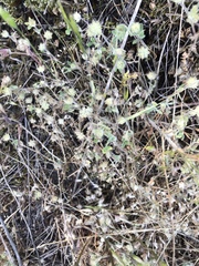 Trifolium willdenovii