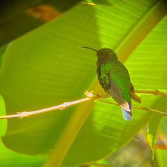 Santa Marta Sabrewing photo 2
