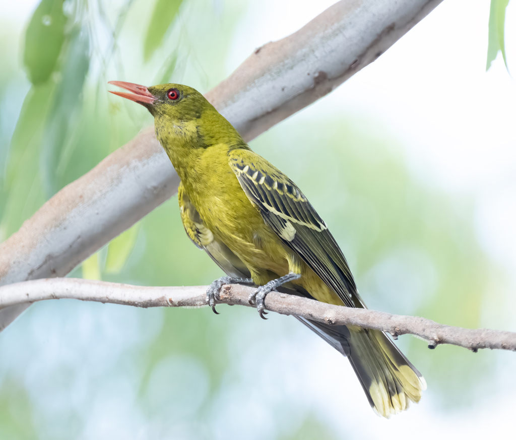 Green Oriole (Oriolus flavocinctus) photo