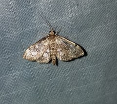 Anania tertialis