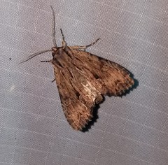 Apamea vulgaris