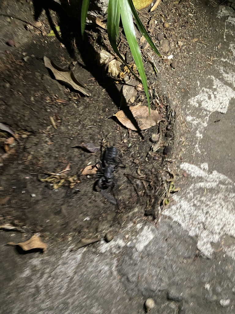 Giant Vinegaroon