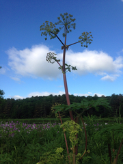 Angelica atropurpurea