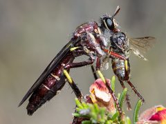 Daptolestes limbipennis