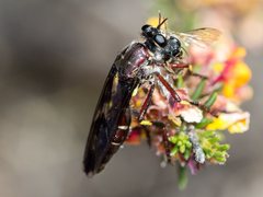 Daptolestes limbipennis