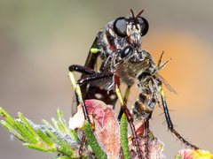 Daptolestes limbipennis