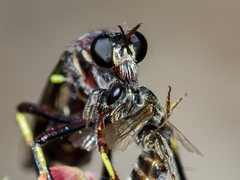 Daptolestes limbipennis