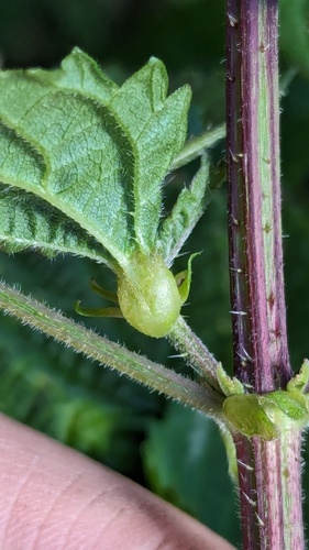 Nettle Pouch Gall Midge, Noordwijkerhout, Nederland, photo 4 of 10