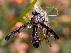 Daptolestes limbipennis