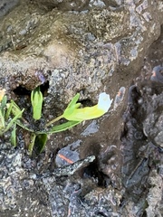 Gratiola quartermaniae