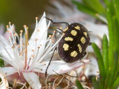 Castiarina parallela