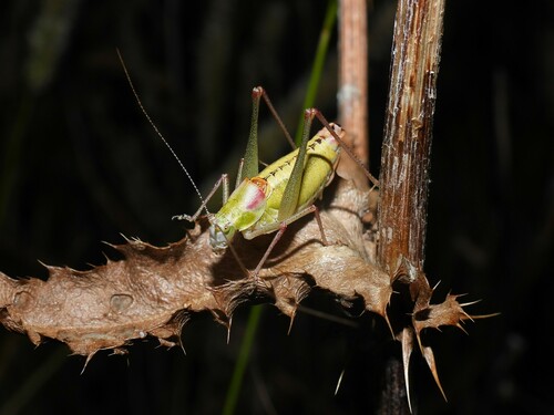 Lost Bright Bush-cricket