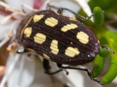 Castiarina parallela