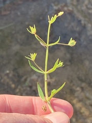 Gratiola quartermaniae