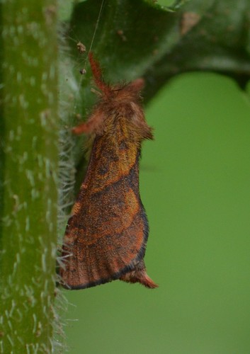 Orange-Lined Ghost Moth photo 3