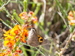 Trapezites phigalioides