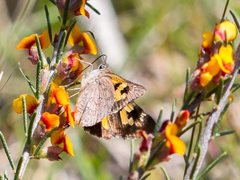 Trapezites phigalioides
