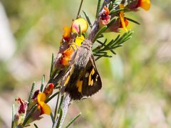 Trapezites phigalioides