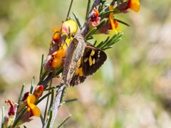 Trapezites phigalioides