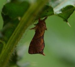 Phymatopus hectoides