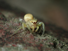 Epocilla