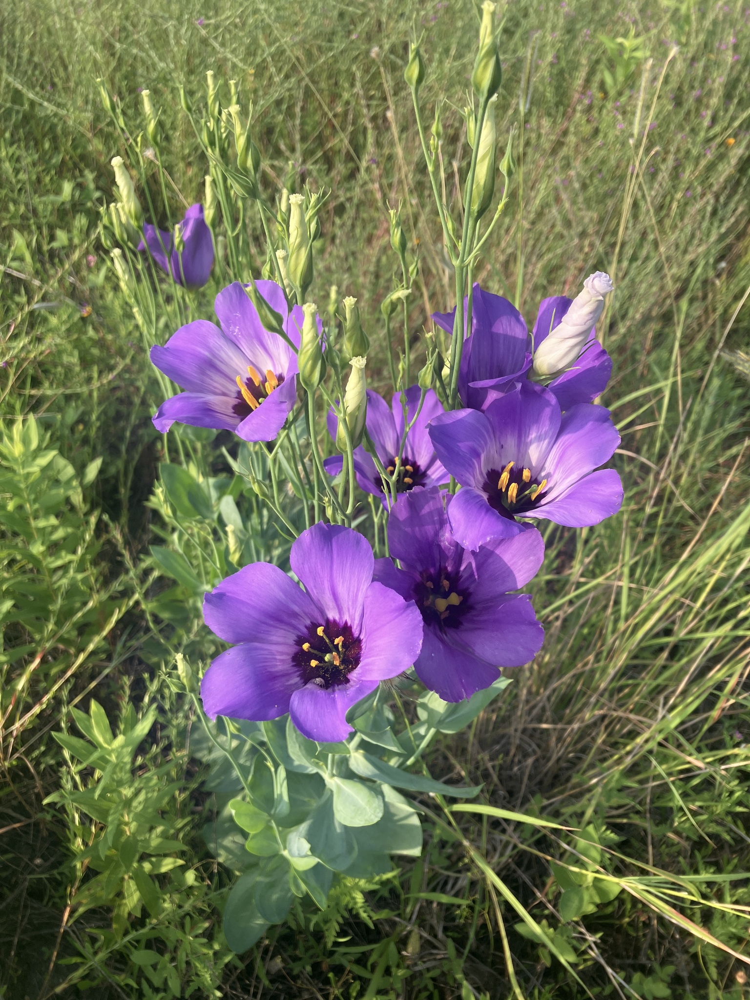 Imagem de Lisianthus