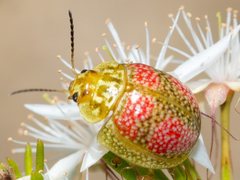 Paropsisterna fastidiosa