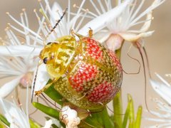 Paropsisterna fastidiosa