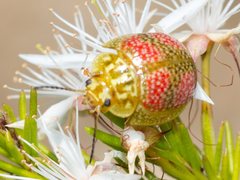 Paropsisterna fastidiosa