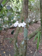 Ionopsis utricularioides