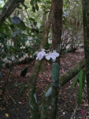 Ionopsis utricularioides