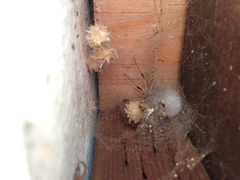 Latrodectus geometricus