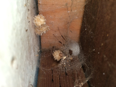 Latrodectus geometricus