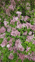 Syringa meyeri