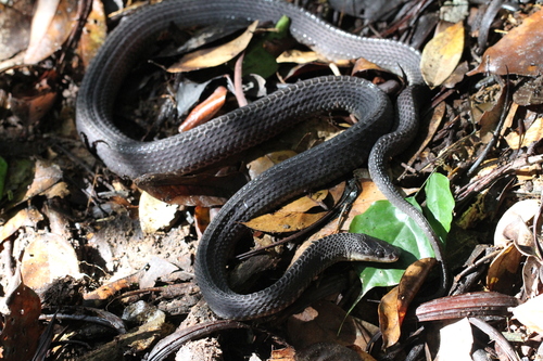 Central African Forest File Snake
