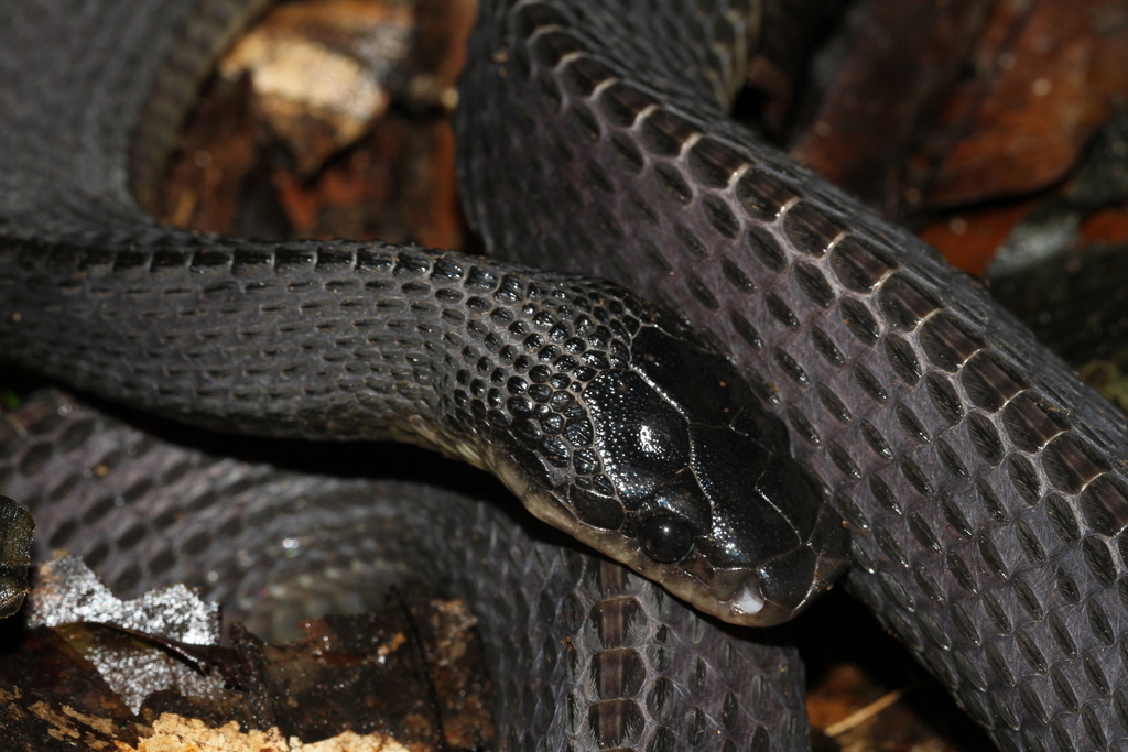 Congo File Snake